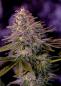 Preview: American Purple 3+1 Preview: American Purple 3+1
